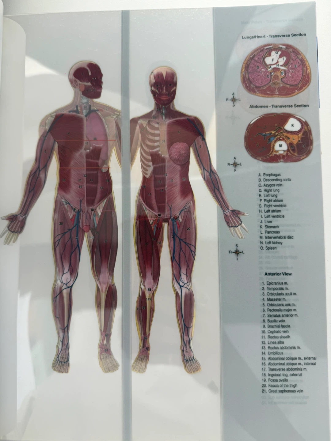 The Human Body in Health & Disease 7th Edition - photo 2