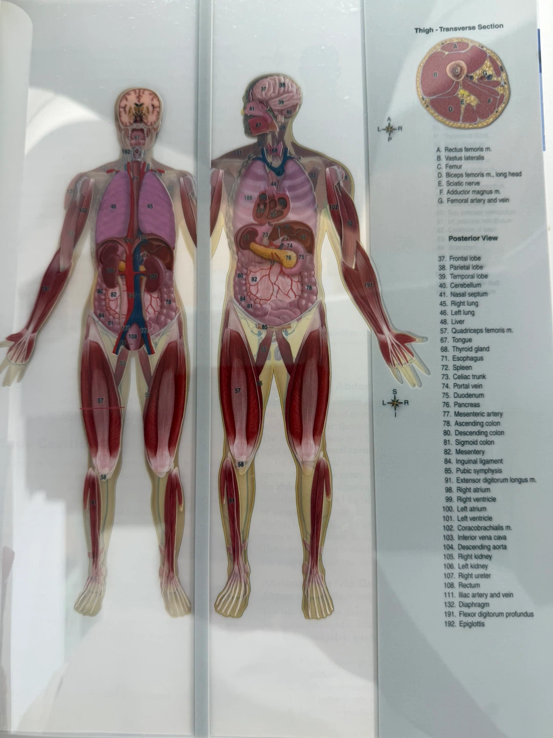 The Human Body in Health & Disease 7th Edition - photo 3