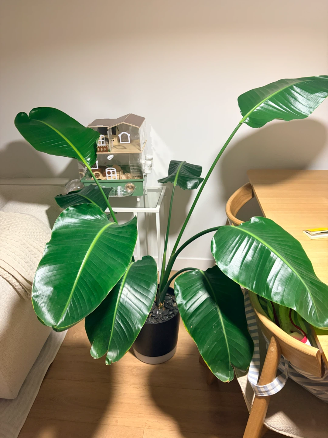 Healthy Strelitzia (Bird of Paradise) Plant with Pot (IKEA)