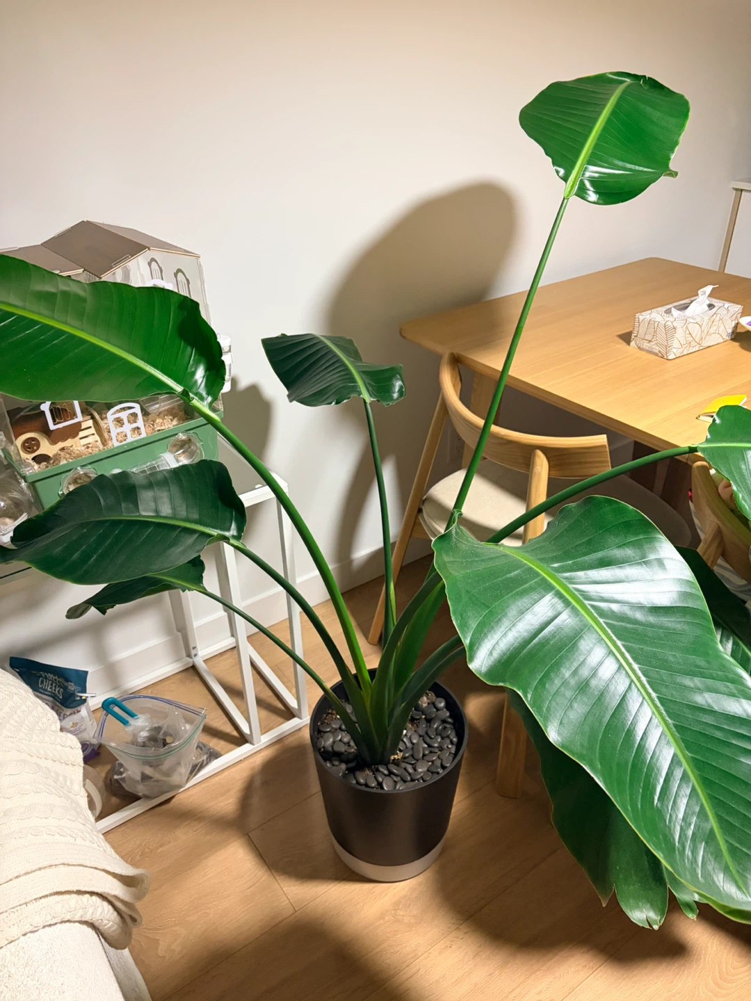 Healthy Strelitzia (Bird of Paradise) Plant with Pot (IKEA) - photo 2