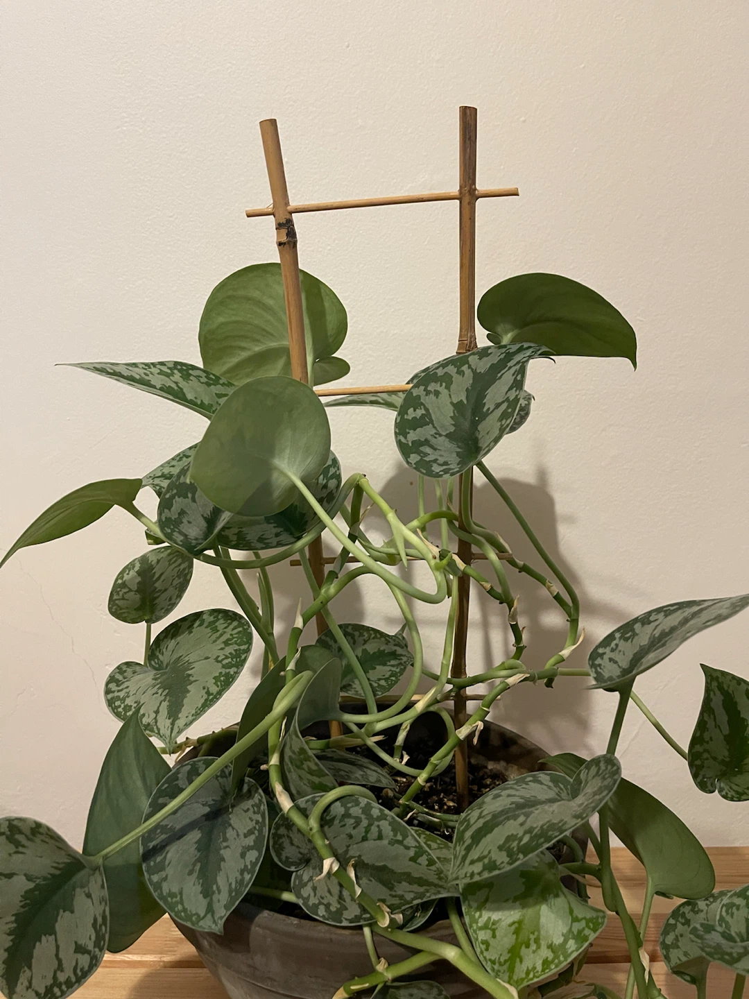 Scindapsus pictus Satin Pothos with Trellis