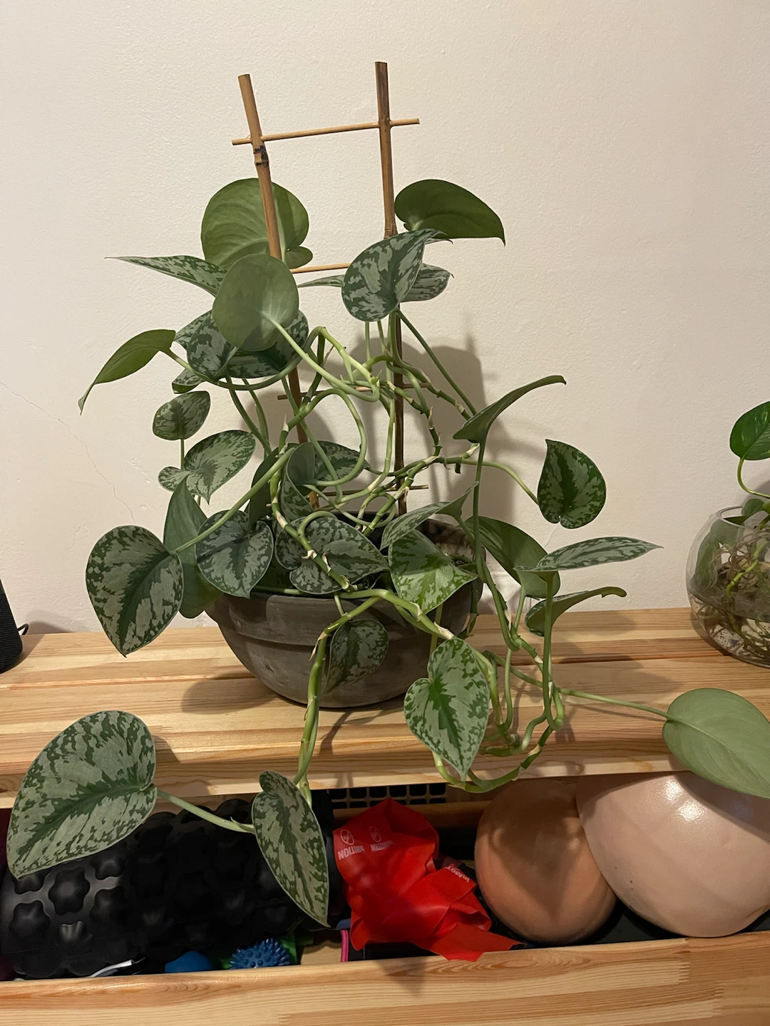 Scindapsus pictus Satin Pothos with Trellis - photo 2