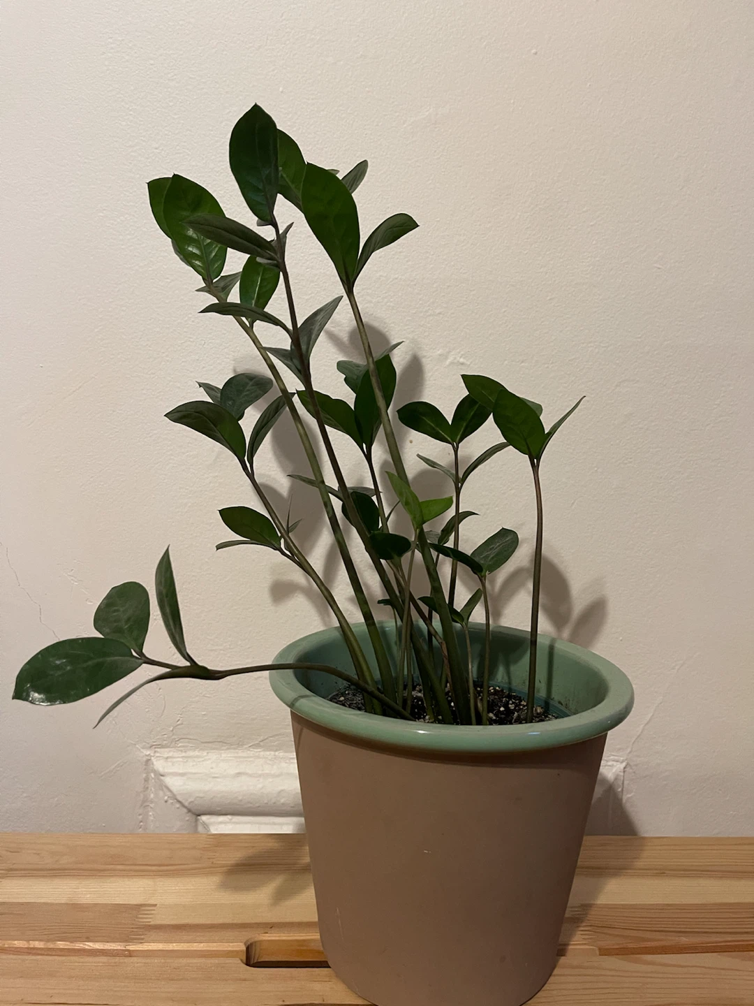 ZZ Plant in Ceramic Pot