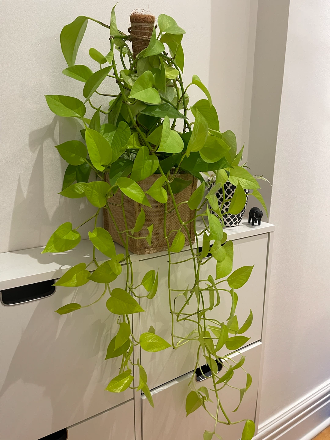Neon Pothos Plant with Moss Pole