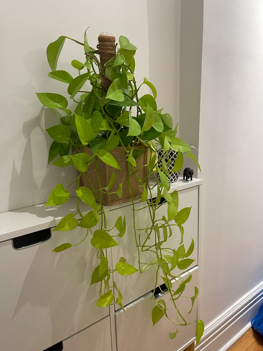 Neon Pothos Plant with Moss Pole - photo 2