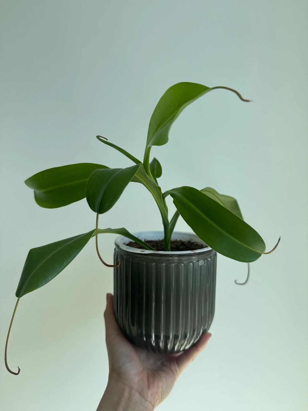 Nepenthes Pitcher Plant