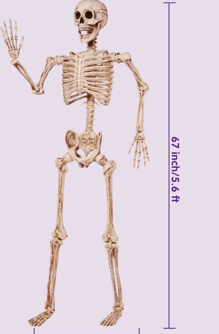 New in the box Life-Size Posable Halloween Skeleton - photo 3