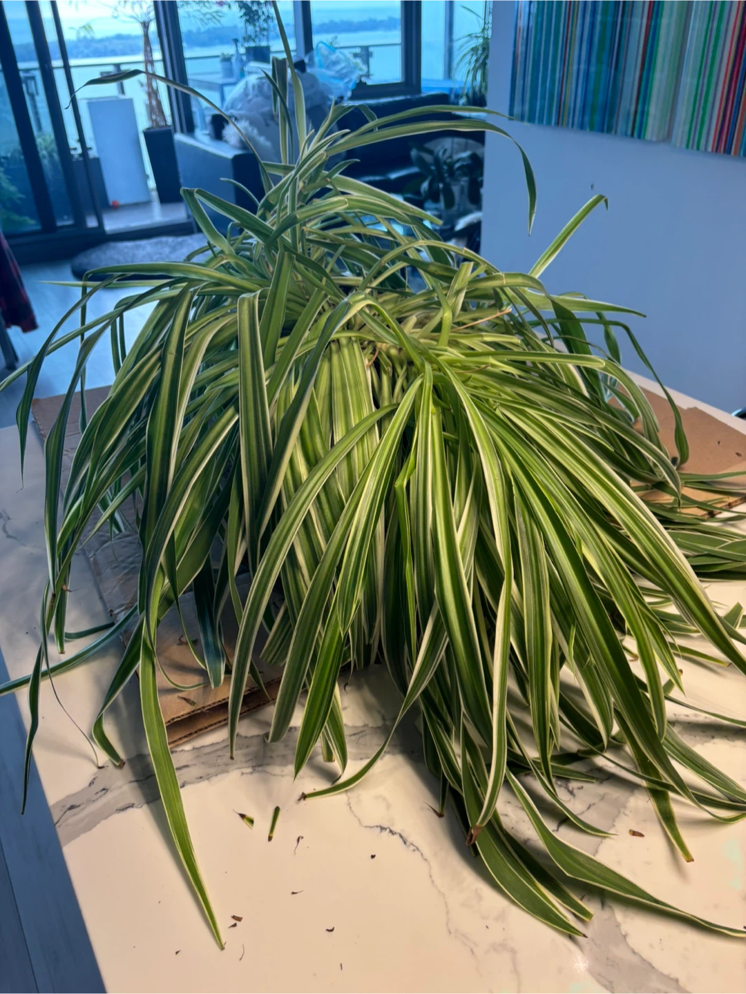Large Variegated Spider Plant