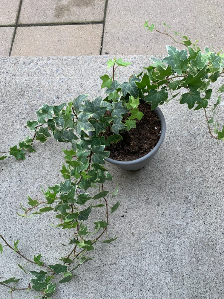 Variegated English Ivy Houseplant