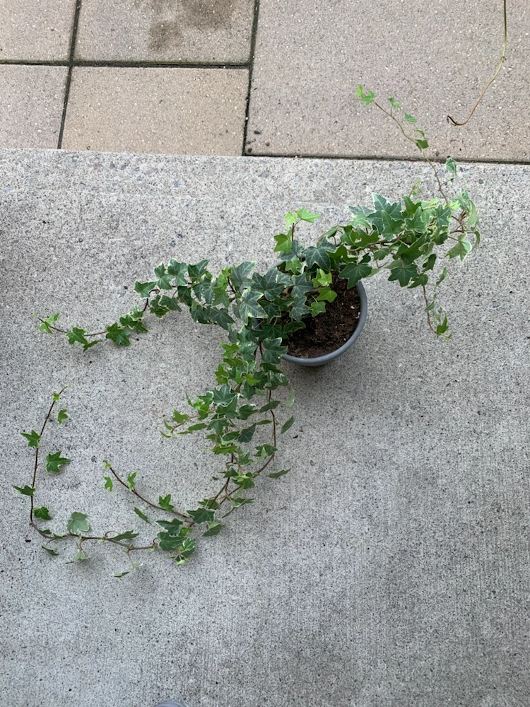 Variegated English Ivy Houseplant - photo 2