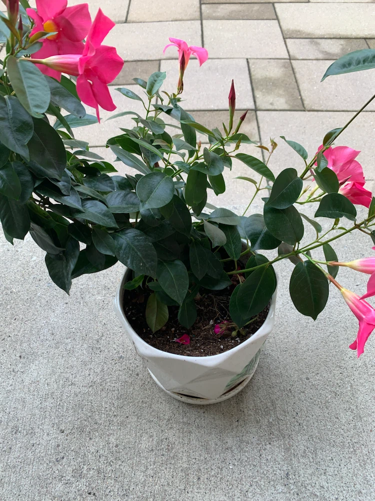 Pink Mandevilla Plant in Ceramic Pot