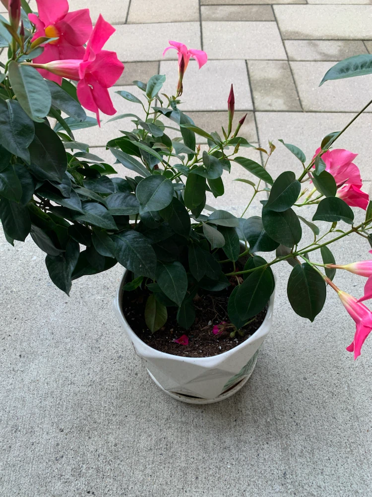 Pink Mandevilla Plant in Ceramic Pot - photo 2