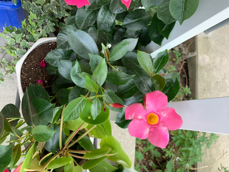 Pink Mandevilla Plant in Ceramic Pot - photo 3