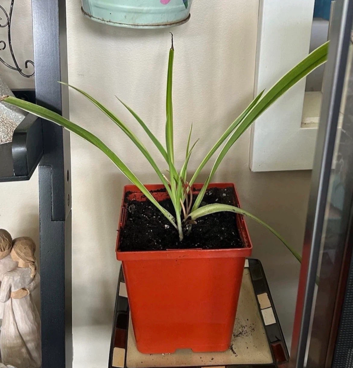 Variegated Spider Plant