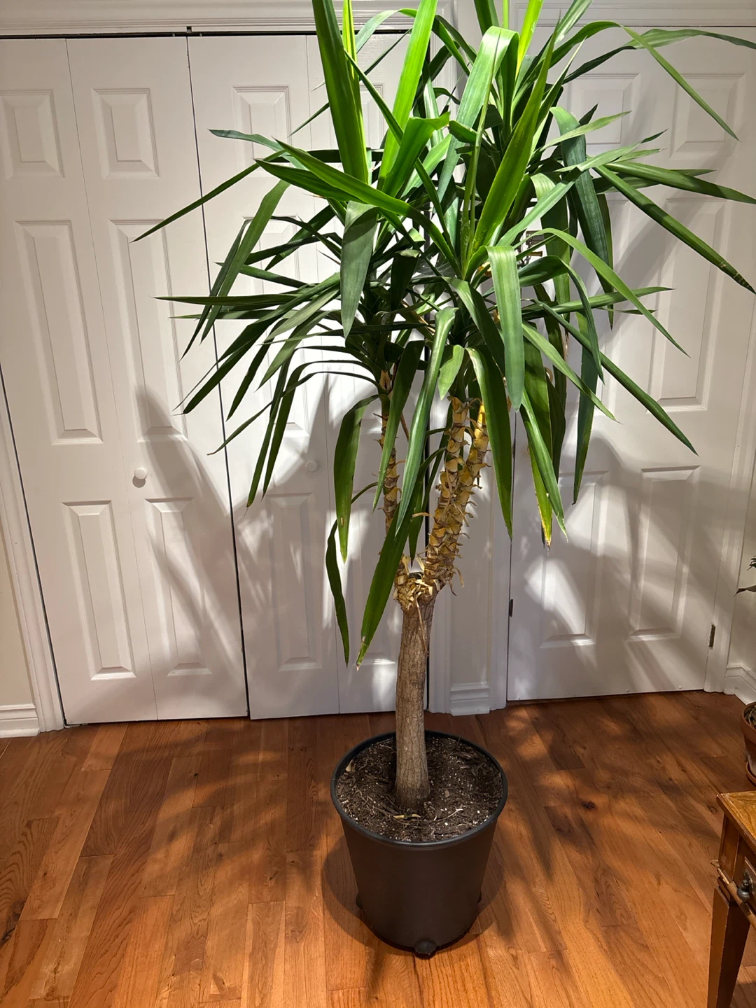 Large Indoor Yucca Plant in Pot