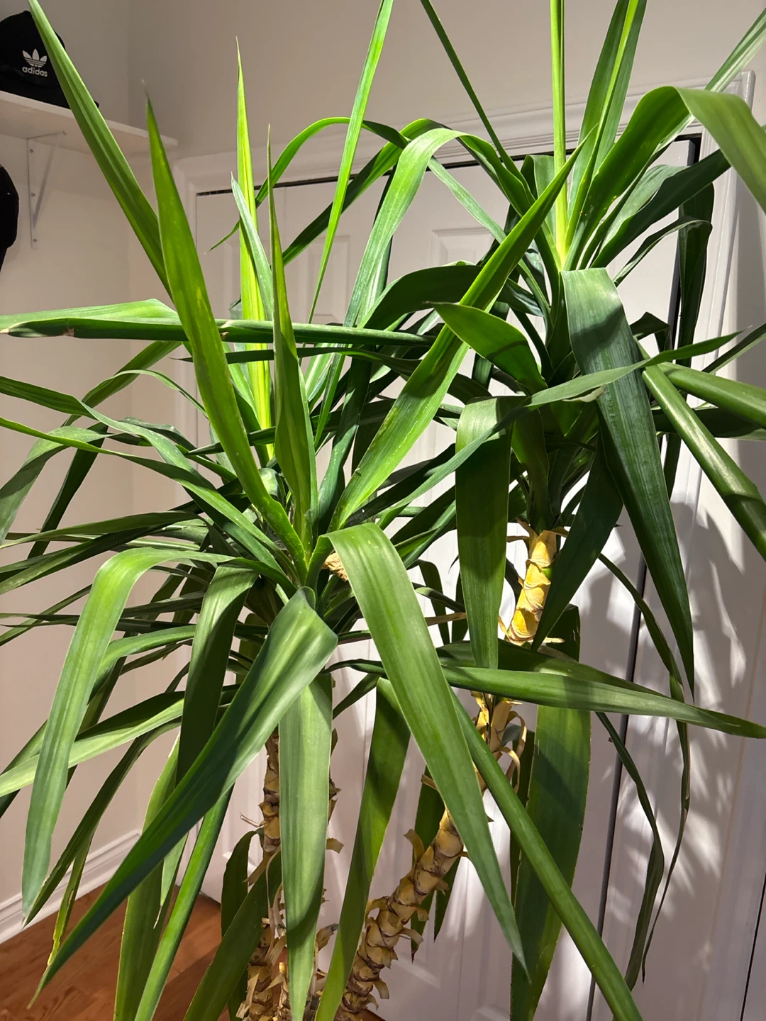 Large Indoor Yucca Plant in Pot - photo 2