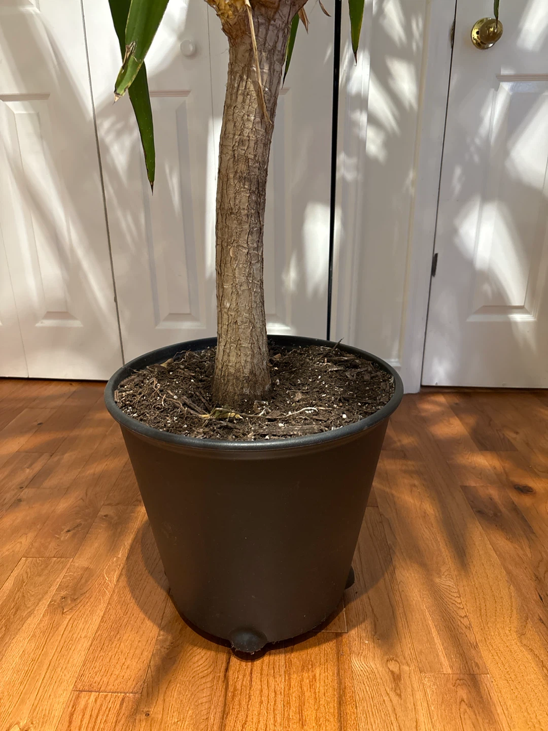 Large Indoor Yucca Plant in Pot - photo 3