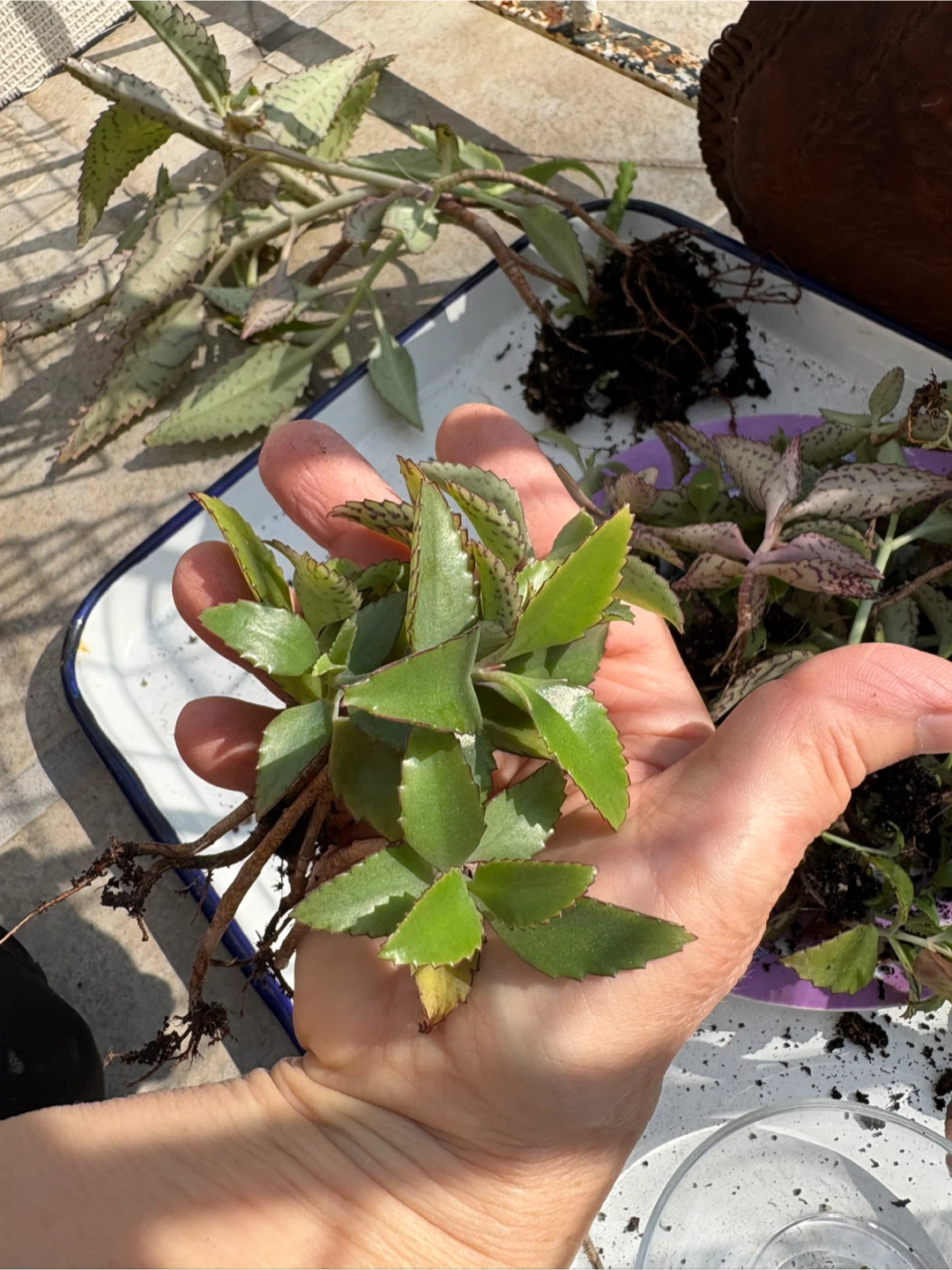 Mother of Thousands Succulent Babies