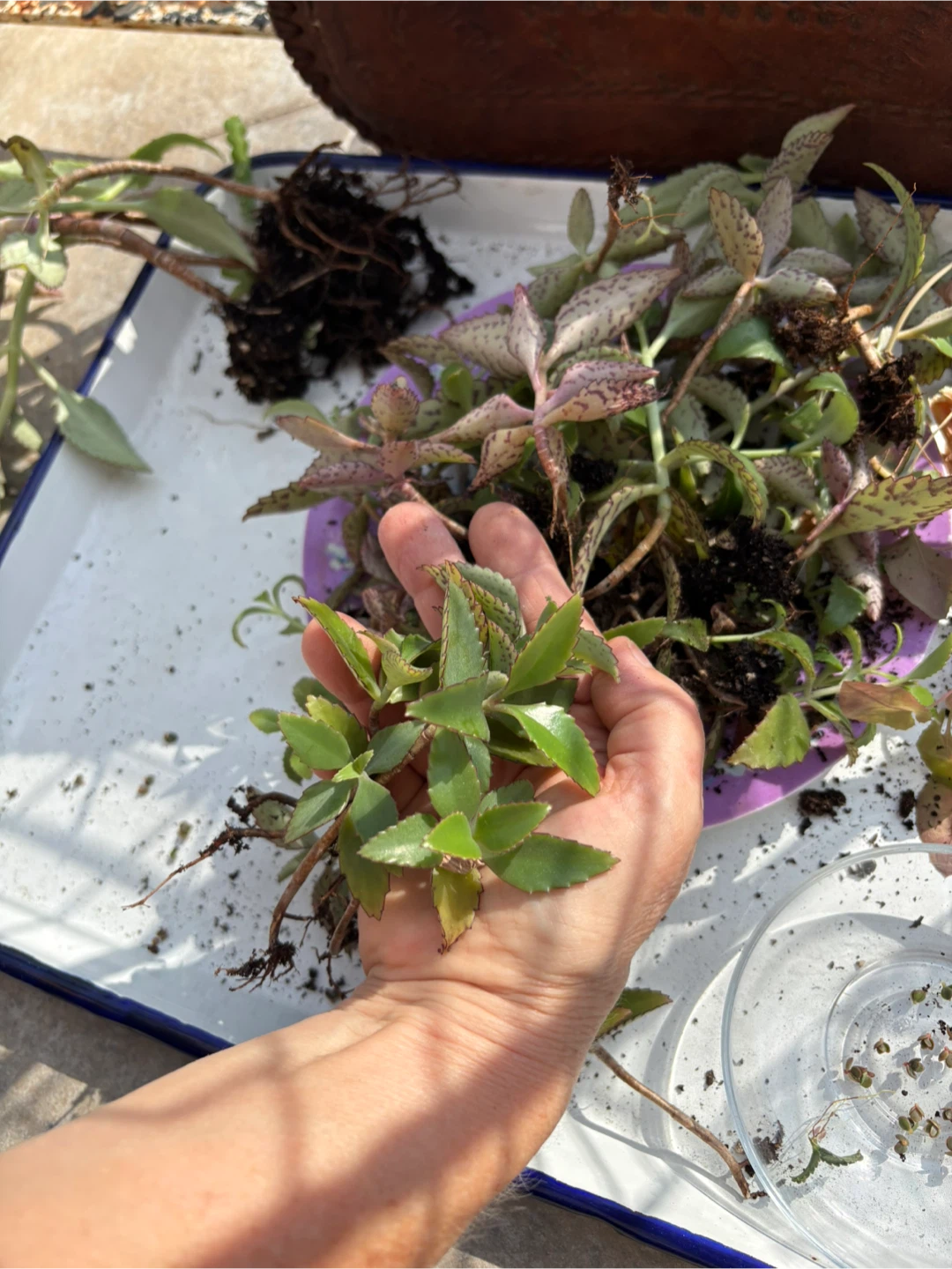 Mother of Thousands Succulent Babies - photo 2
