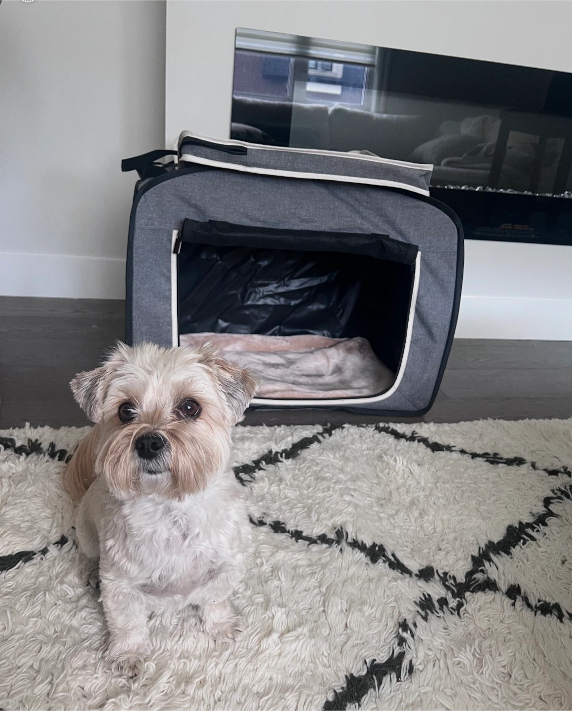 Petsfit Pet Carrier