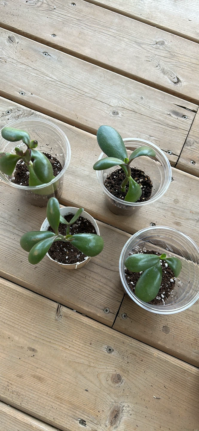 Rooted Jade plant