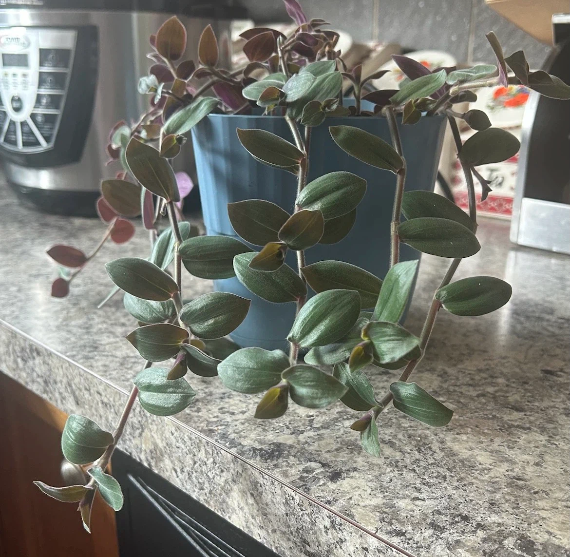 Tradescantia plant in blue pot