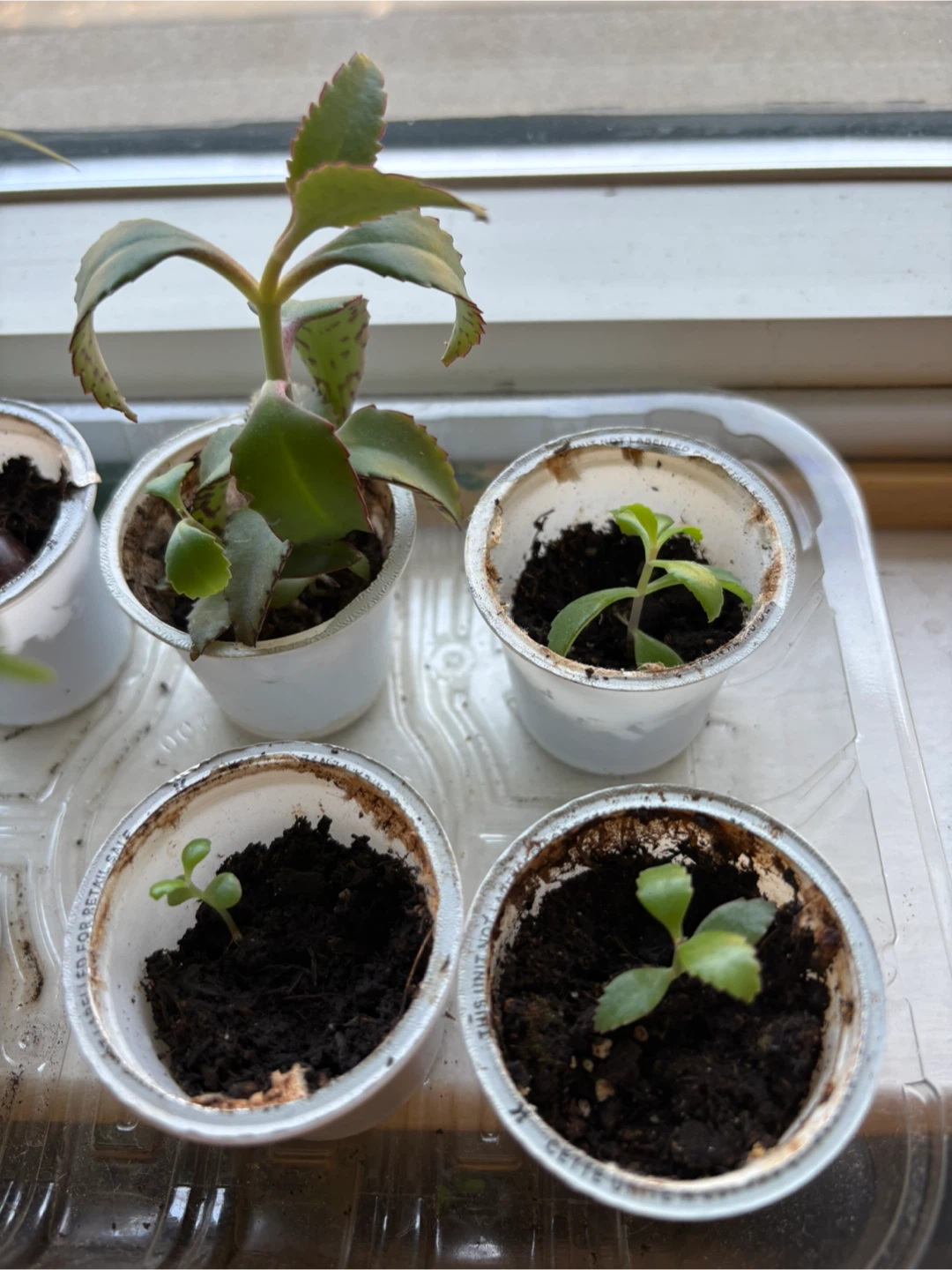 Mother of Thousands Succulent Babies - photo 3