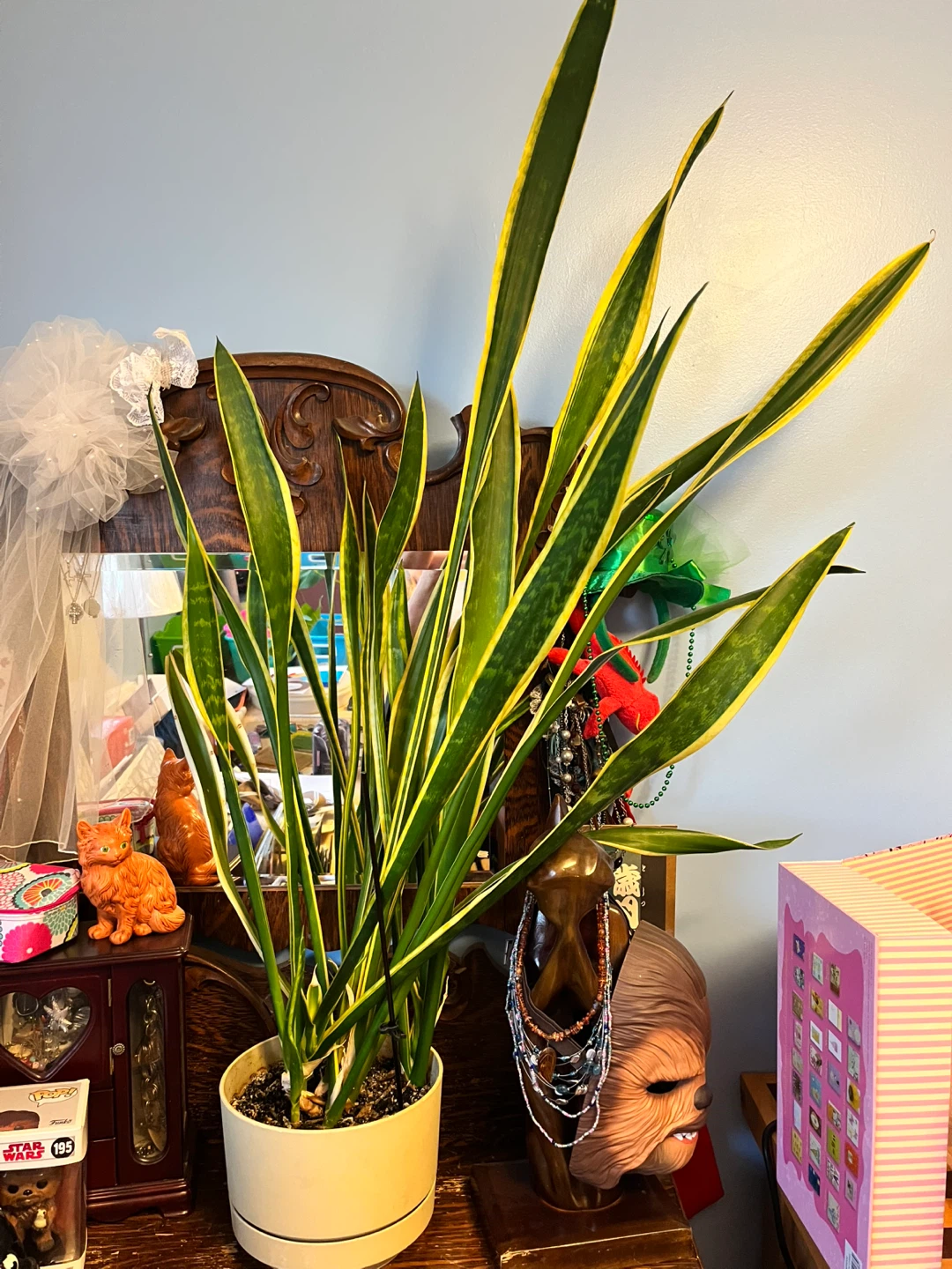 Large Snake Plant