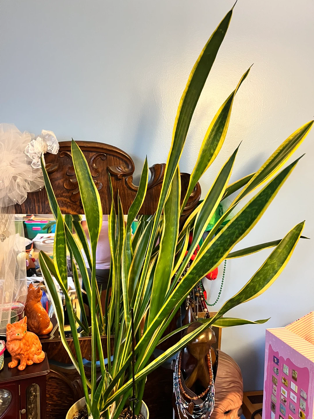 Large Snake Plant - photo 2