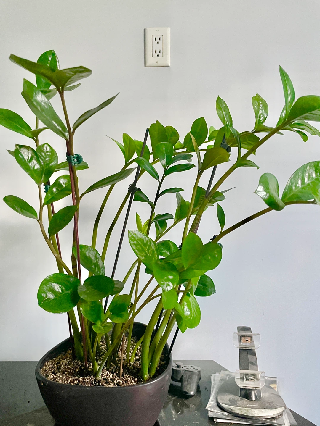 ZZ Plant cuttings