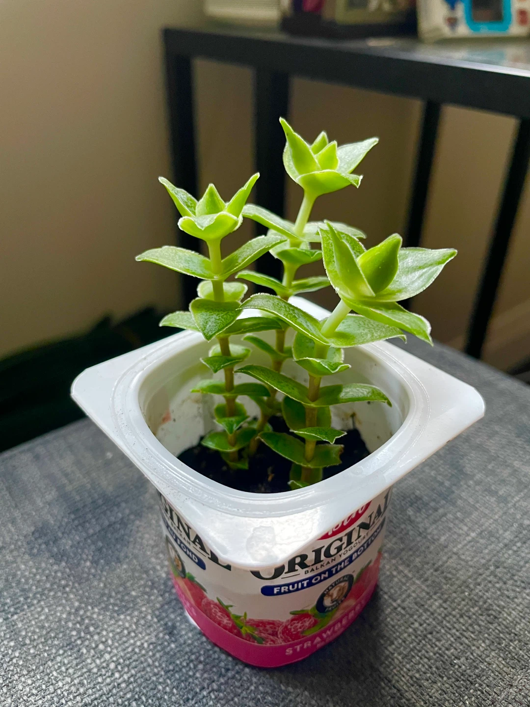 String of buttons