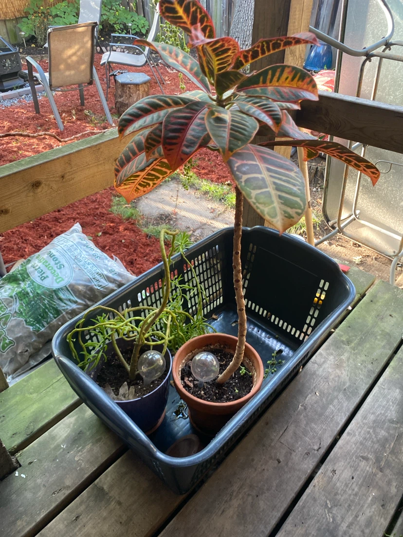 Assorted Indoor Houseplants
