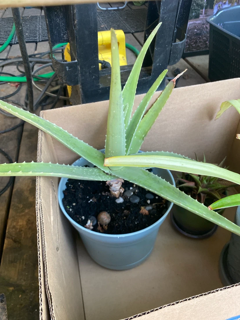 Assorted Indoor Houseplants - photo 2