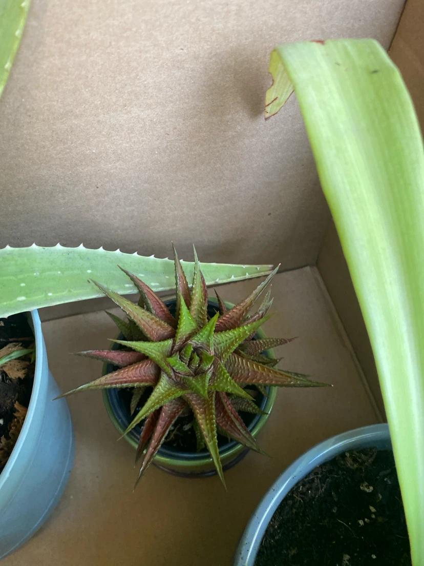 Assorted Indoor Houseplants - photo 3