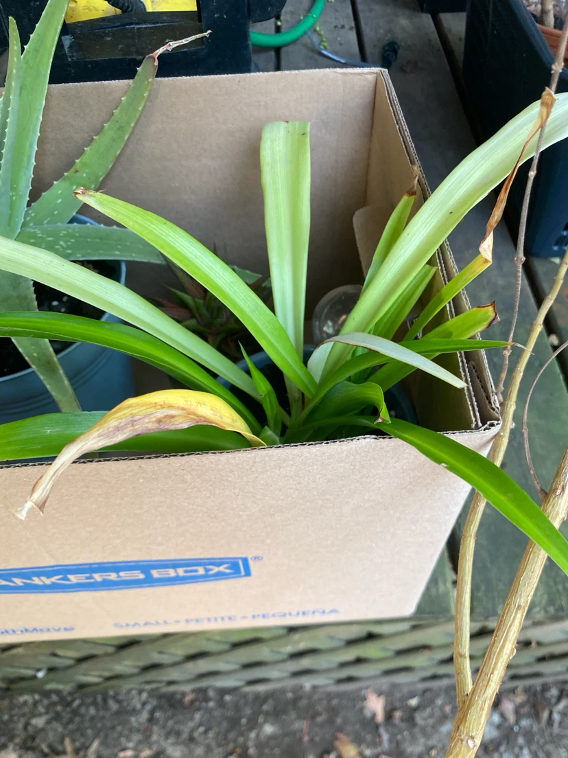 Assorted Indoor Houseplants - photo 4