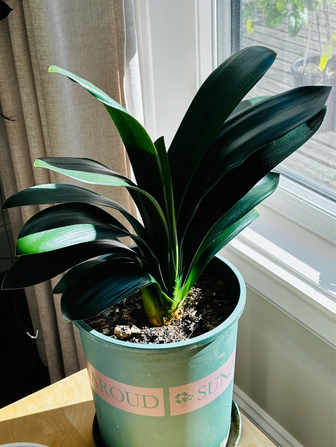 Clivia Houseplant