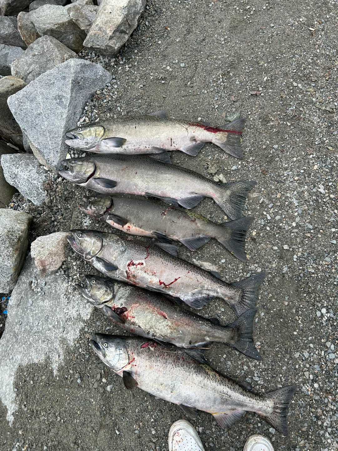 Fresh Salmon - photo 2