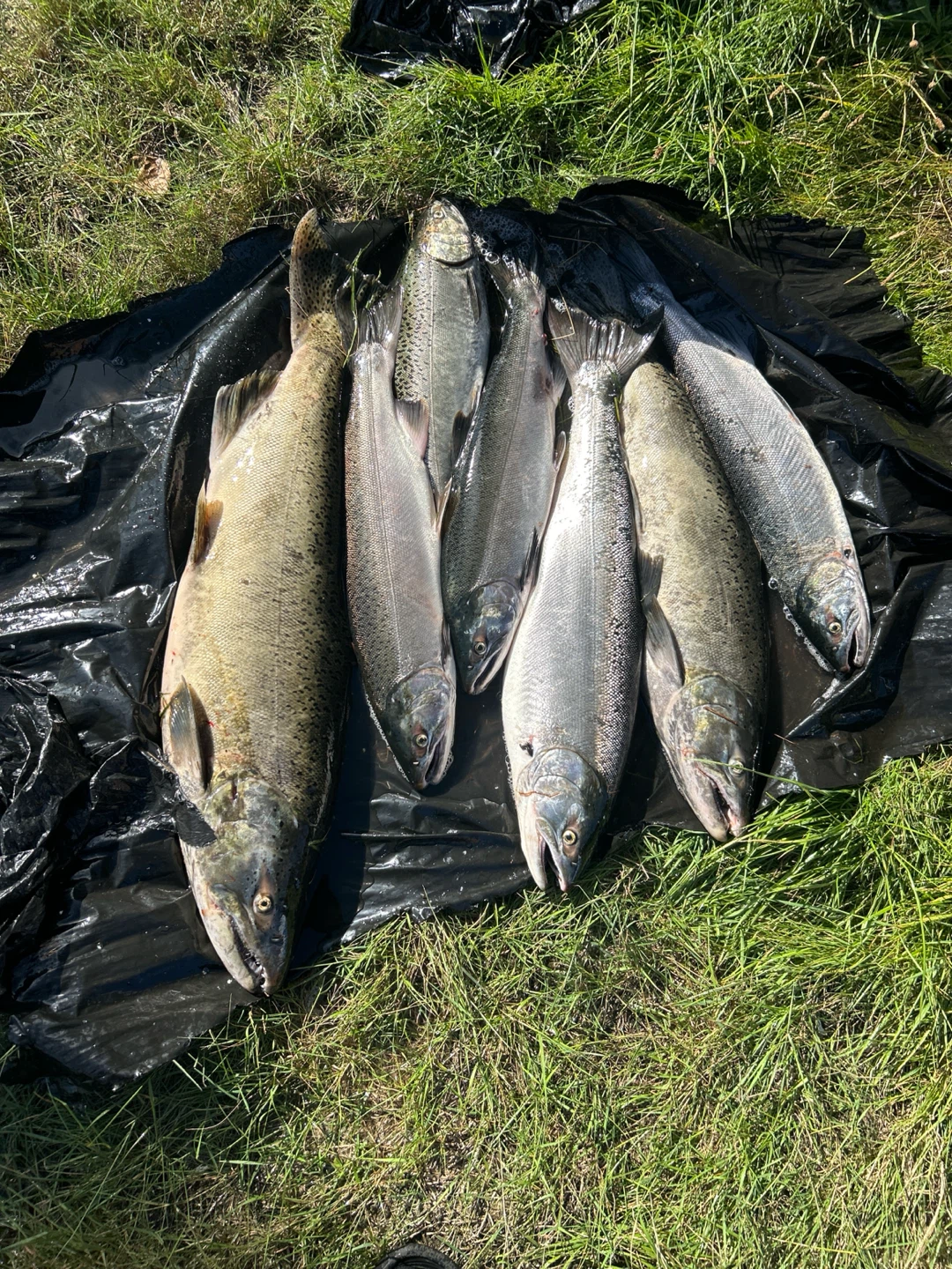 Fresh Salmon - photo 3