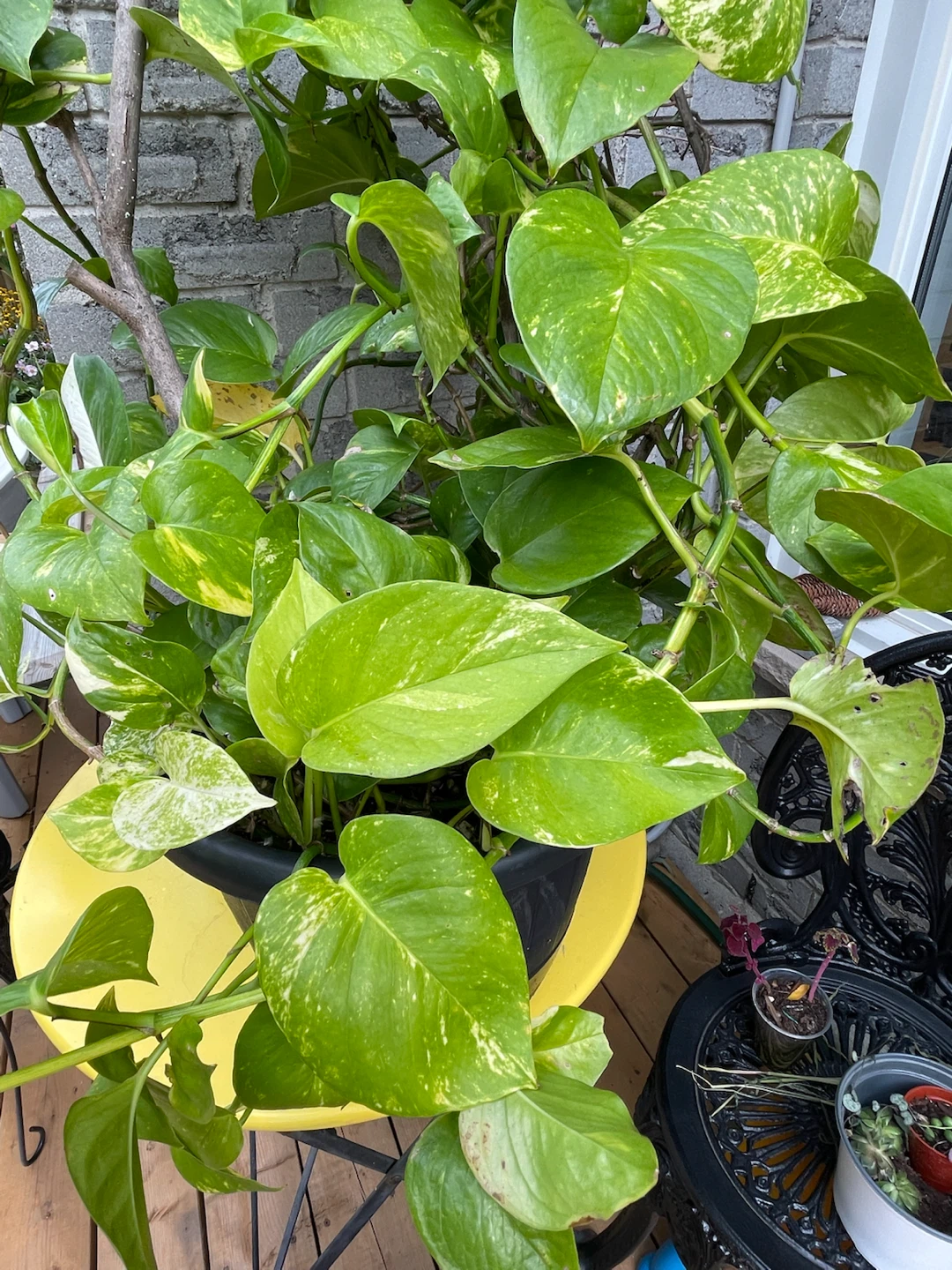 Golden Pothos Plant - photo 4