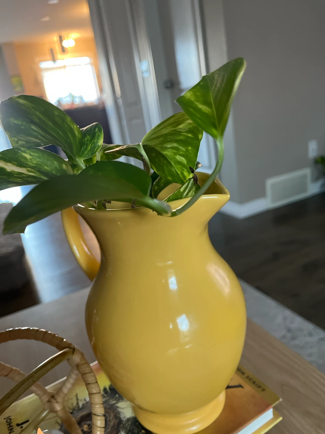 Ceramic vase with money plant