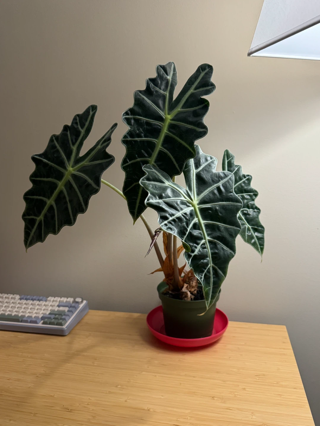 Alocasia Amazonica African Mask Plant