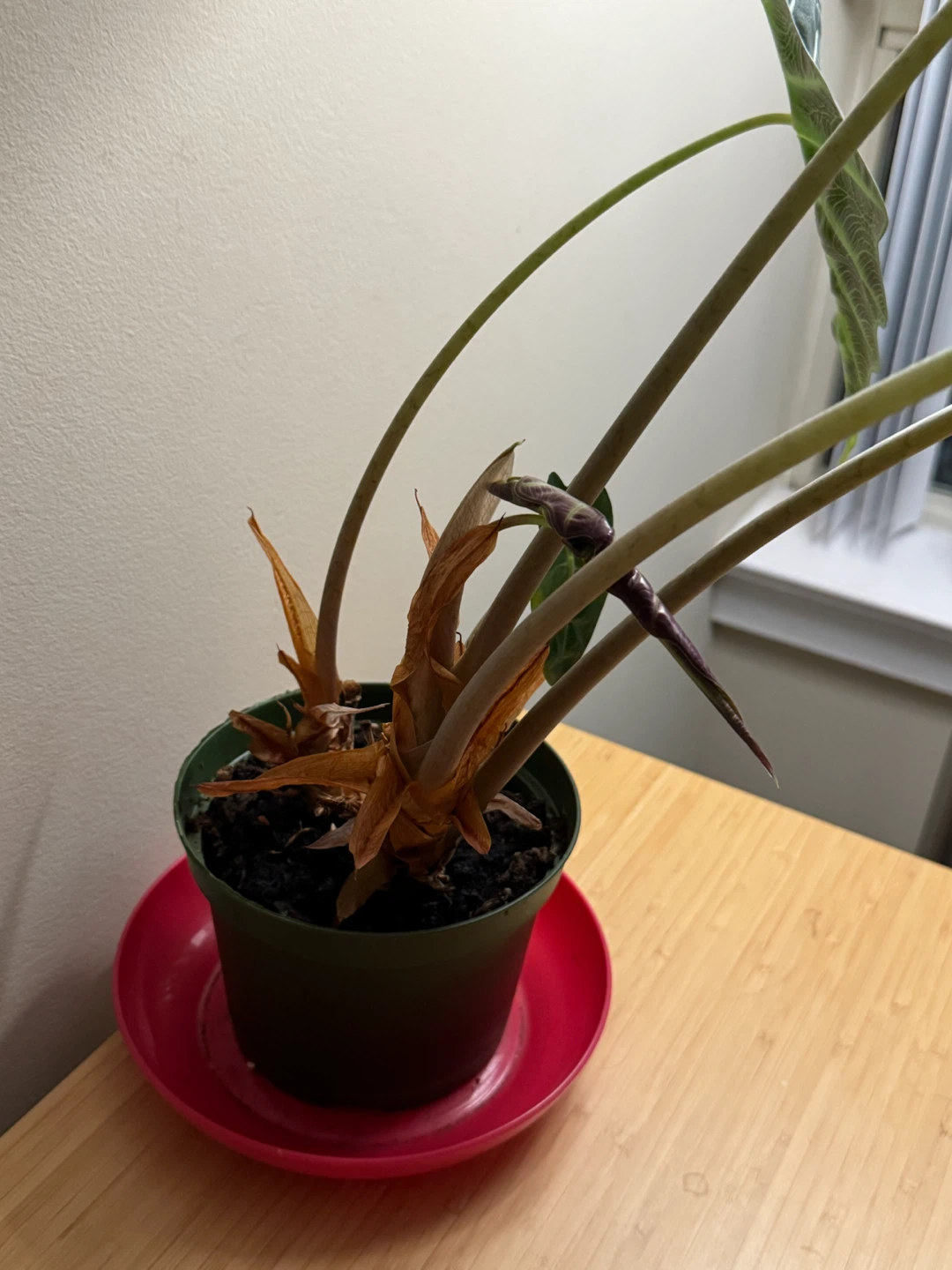 Alocasia Amazonica African Mask Plant - photo 2