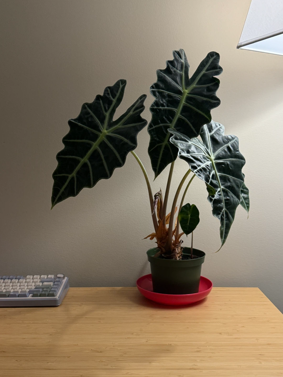 Alocasia Amazonica African Mask Plant - photo 3