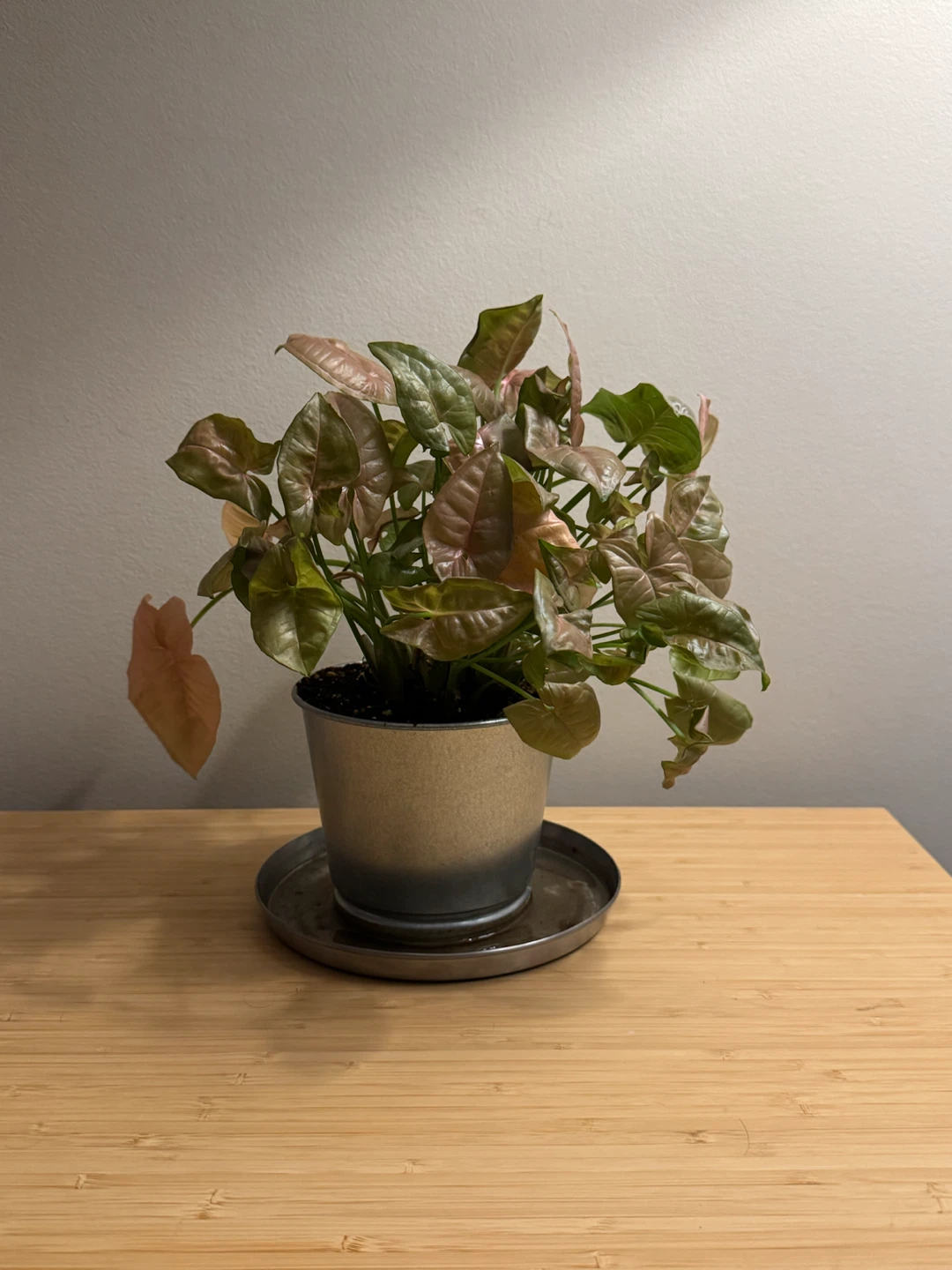 Pink Syngonium Houseplant