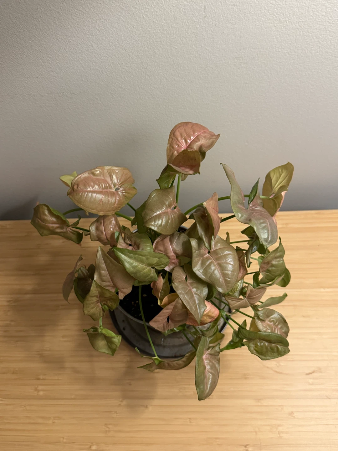 Pink Syngonium Houseplant - photo 2