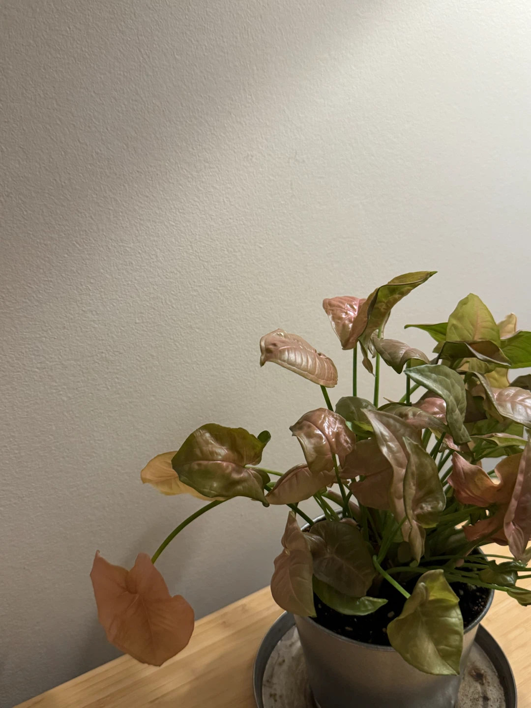 Pink Syngonium Houseplant - photo 3