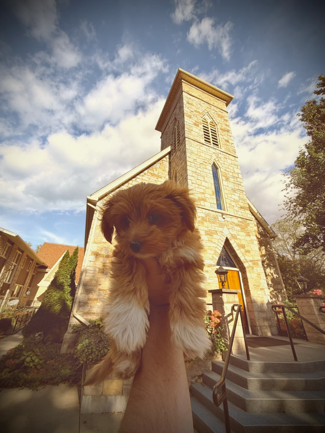 DOG WALKER (Western Hill & Downtown) - photo 2