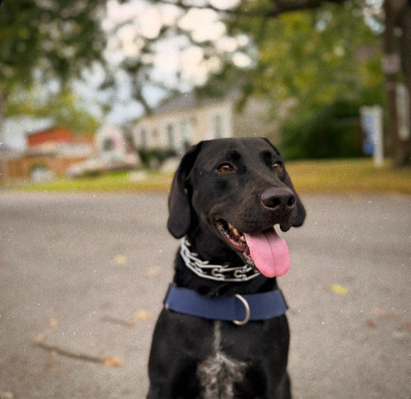 DOG WALKER (Western Hill & Downtown) - photo 4