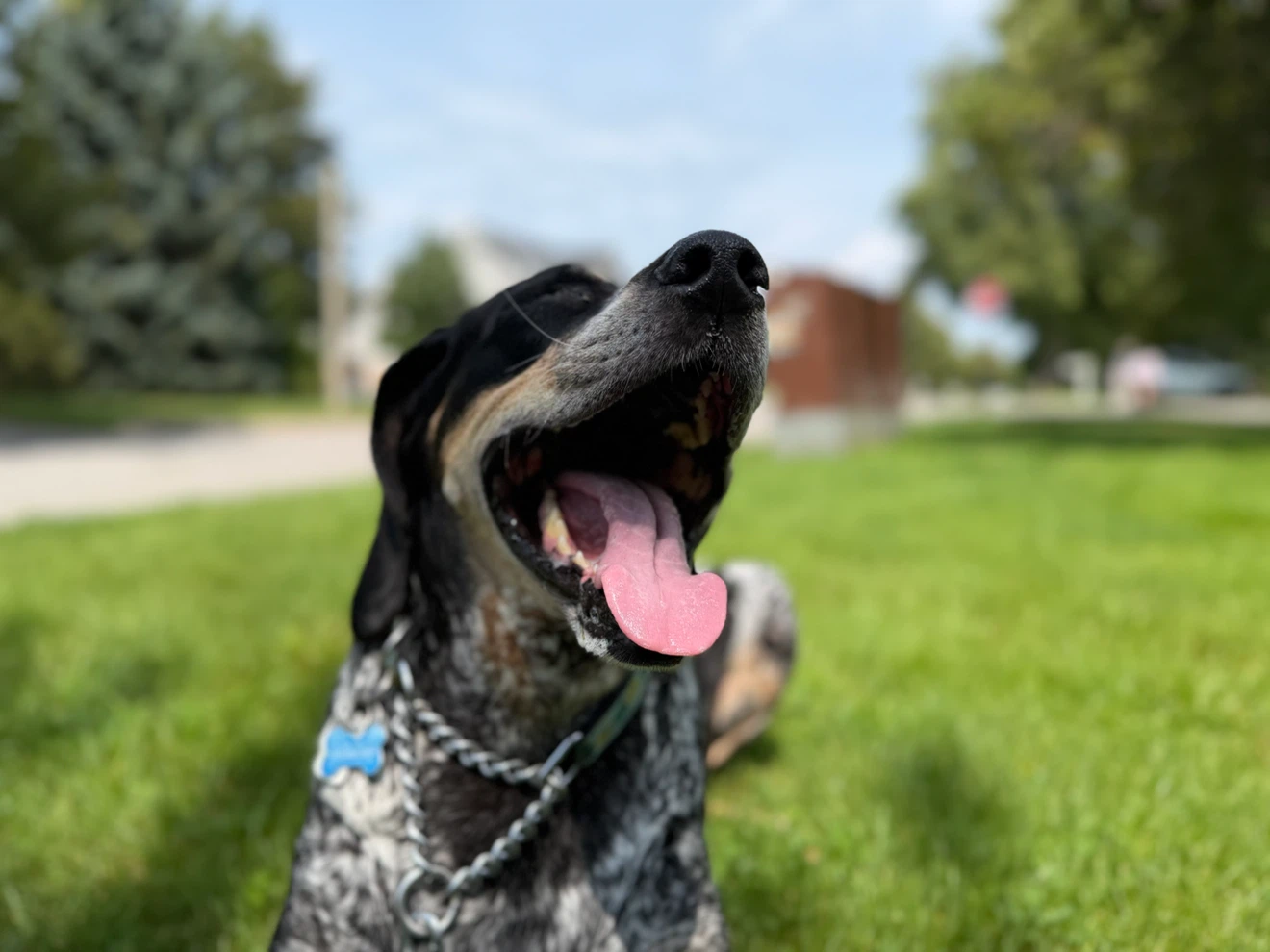 DOG WALKER (Western Hill & Downtown) - photo 3