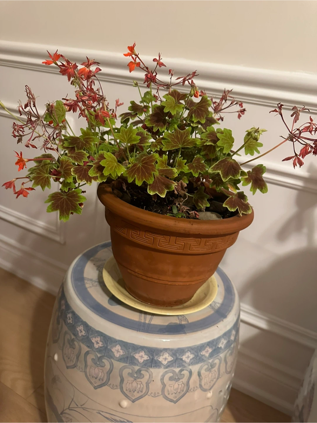 Potted Geranium Plant